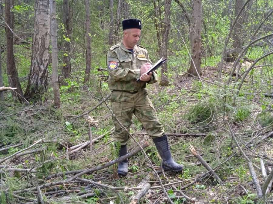 В Челябинской области казаки выявили незаконную рубку лесных насаждений