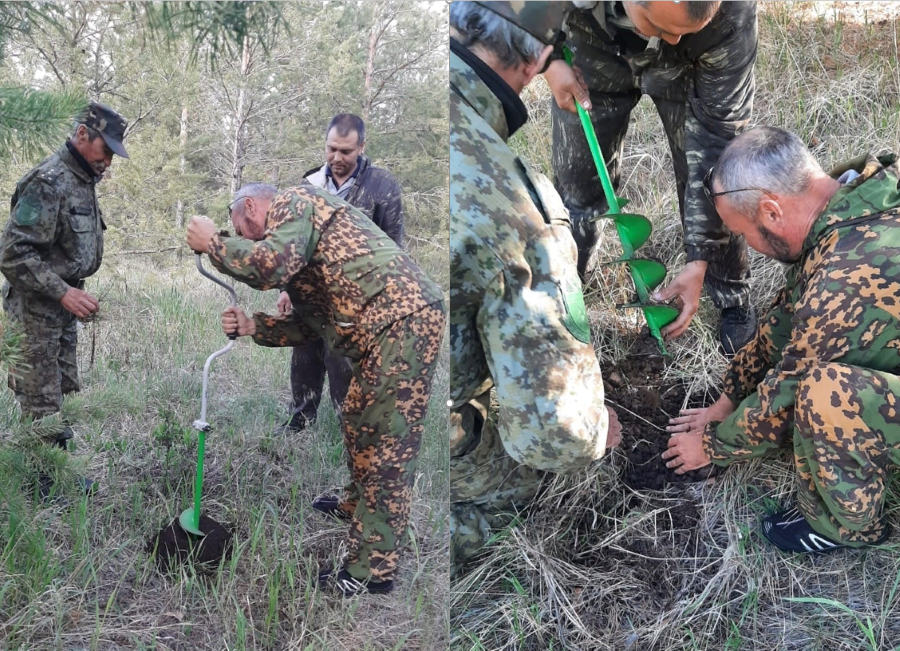 Казаки станицы «Брединская» Челябинской области высадили новые аллеи деревьев в родном поселке